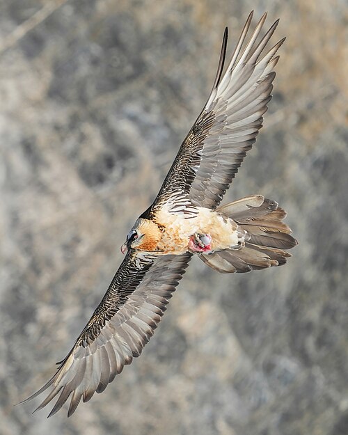 Bearded vulture